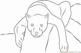 Panther Coloring Pages Color Coloringpages101 Printable Kids Online Mammals sketch template