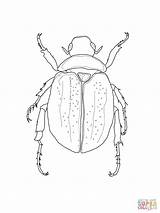 Scarab Escarabajos Scarabeo Escarabajo Dibujo Egyptian Insetos Beetles Supercoloring Hercules Käfer Insectos Colorir sketch template