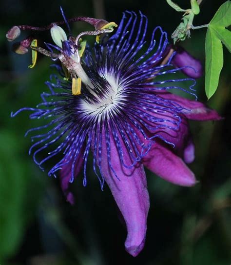 purple passion flower vine italian hybrid passiflora etna