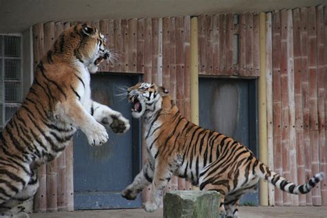 tiger fight  kristofv  deviantart