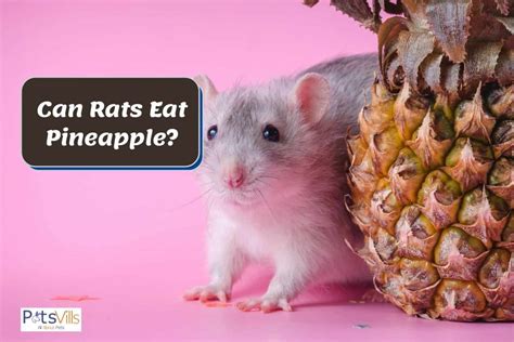 rats eat pineapple fruit consumption guide