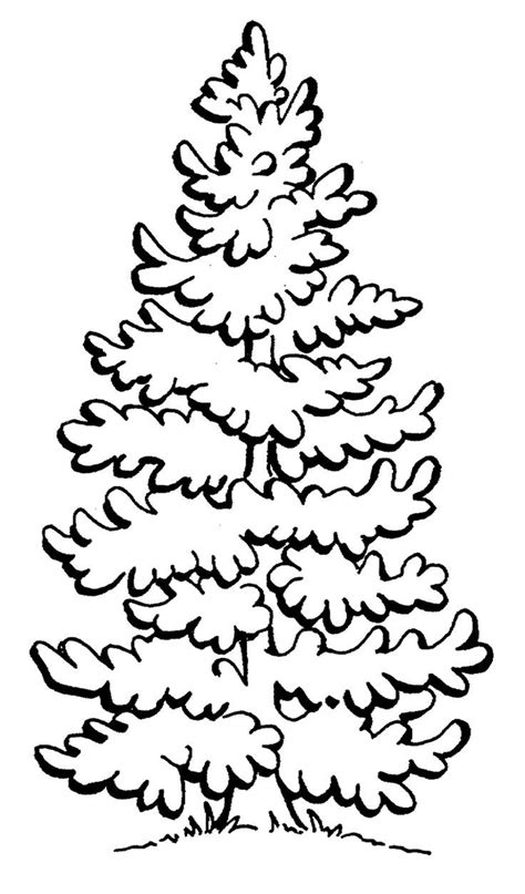 pine tree coloring page coloring home
