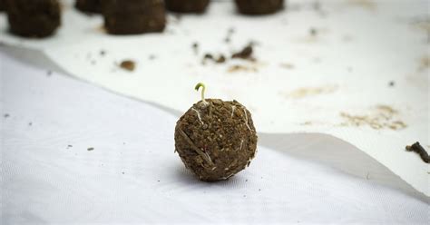 seed bombs  enabling indians  grow plants