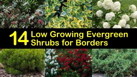 growing evergreen shrubs  borders