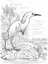 Lake Egret Pages Coloring Snowy Drawing Printable Color Animals Dibujos Getdrawings Pantano Template Heron Egrets Choose Board Templates Bird Como sketch template