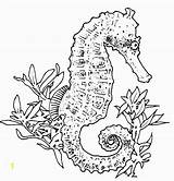 Coloring Seahorse Pages Realistic Adults Adult Drawing Sea Horse Seahorses Mandala Print Underwater Drawings Outline Printable Color Colouring Sheets Animal sketch template
