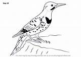 Flicker Drawingtutorials101 Woodpeckers Necessary sketch template