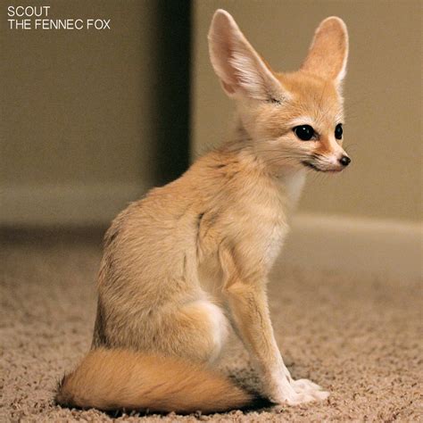 scout  fennec fox