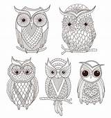 Hibou Hiboux Adulte sketch template