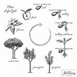 Cycle Flowering Characteristics Ciclo Cycles Fiore Pianta Vita Worksheet Vitale Selftution Paintingvalley Result Nonliving Geometry Growing Ilgiardino Cosmic Clipartxtras Germination sketch template