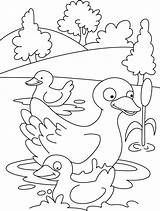 Coloring Duck Pages Duckling Ducks Mother Ducklings Swimming Colouring Printable Kids Ugly Quack Swim Her Popular Little Getcolorings Drawing Choose sketch template