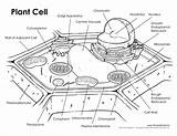 Cell Plant Diagram Labeled Unlabeled Blank Printable Timvandevall Sketch Science Cells Parts Apparatus Golgi Drawing Animal Biology Color Printables Worksheet sketch template