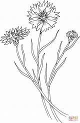 Coloring Kornblume Cornflower Colorare Disegni Fiordaliso Wildflower Bleuet Ausmalbild Supercoloring Cornflowers Kostenlos Coloriages sketch template