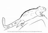 Iguana Marine Draw Drawing Step Lizards Drawingtutorials101 Tutorials sketch template