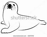 Harp Seal Coloring Designlooter Stylized Illustration Vector Baby sketch template