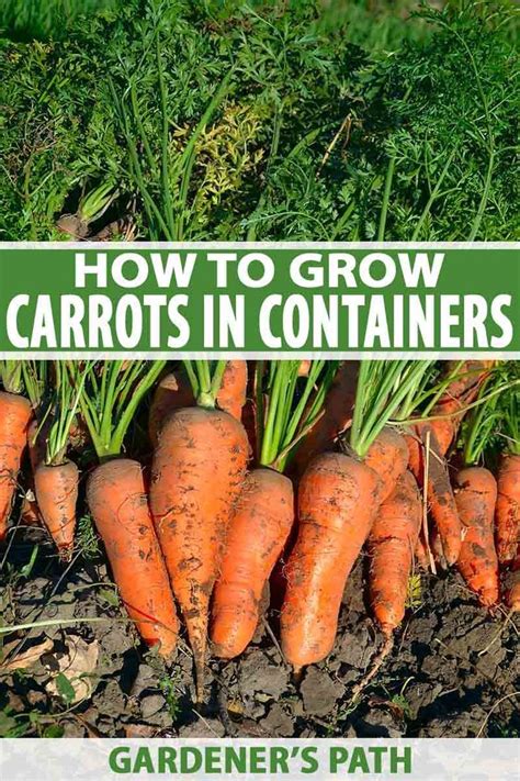 grow carrots  containers gardeners path   plant