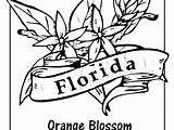 Coloring Pages State Florida Massachusetts Flower Getdrawings Getcolorings Colorings sketch template