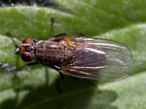 fileflies fly wings bugs insectsjpg wikimedia commons