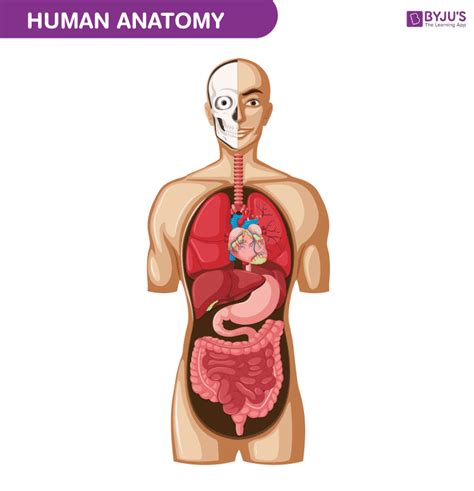 human body anatomy  physiology  human body