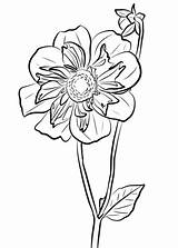 Dahlia Nonin Kolorowanki Disegno Dahlien Ausmalbild Supercoloring sketch template