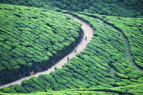 Highest Tea Plantations Munnar And John Munro Navrang India