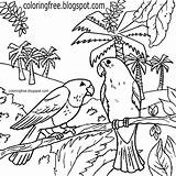 Colouring Drawing Birds Coloring Kids Pages Australian Color Printable Forest Realistic Animal Woodland Native Safari Tree Life Getdrawings Mysterious Dawn sketch template