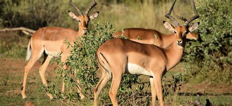 springbok sa hunting