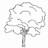 Baum Coloring Tree Pages Trees Malvorlage Leaves Downloads Designlooter Malvorlagen Gif 3kb 1654 sketch template