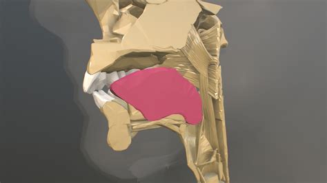 Oral Cavity 3d Model By Chrishammang [534e8b7] Sketchfab