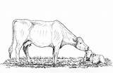 Mucche Disegno Tsln Colorare Ranching sketch template