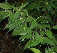 Image result for Acantha leaf. Size: 196 x 185. Source: biogeodb.stri.si.edu