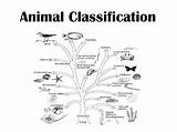 Classification Animal Animals Kingdom sketch template