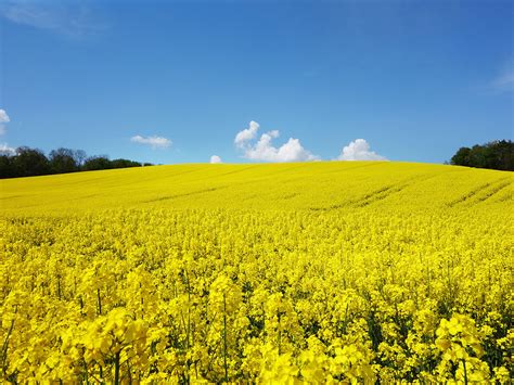 olio di colza o olio di palma innaturale