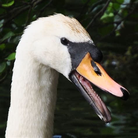 swans teeth close   male swan  queensmere   flickr