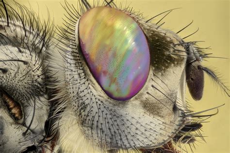 flys favorite color science   news