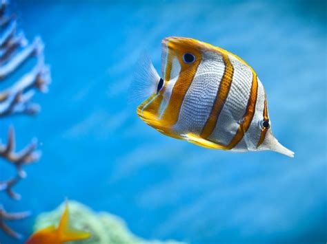 images   beautiful  amazing underwater animals world
