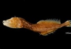 Afbeeldingsresultaten voor Cetostoma regani Geslacht. Grootte: 143 x 100. Bron: fishesofaustralia.net.au