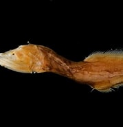 Afbeeldingsresultaten voor Cetostoma regani. Grootte: 179 x 185. Bron: fishesofaustralia.net.au