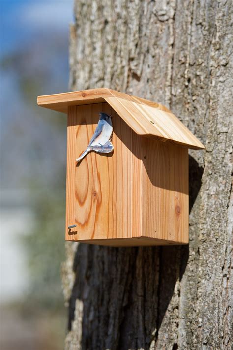 tufted titmouse cedar bird house etsy