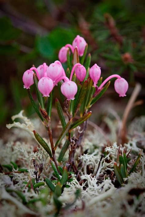 bog rosemary flowers pinterest