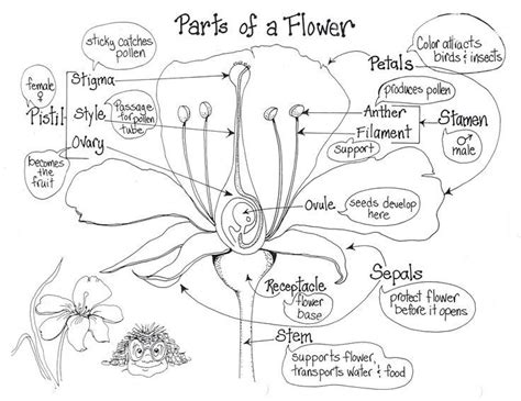 labeled diagram   flower lovely parts   plant worksheet parts   flower plants