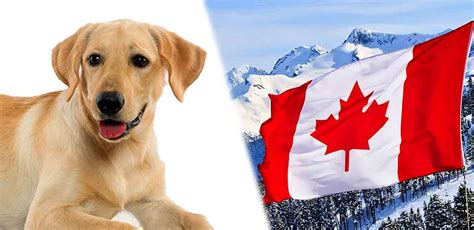 canadian labrador   canadian lab exist  pets routine