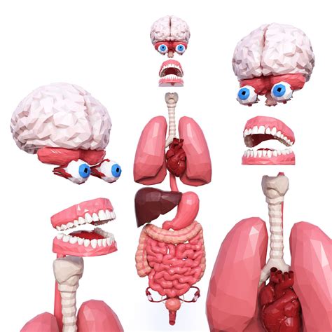 3d Model Low Poly Internal Organs Low Poly Cgtrader