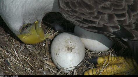 eagle watch dc bald eagles eggs due to hatch soon wtop