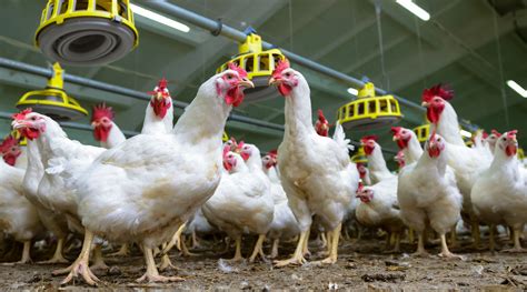 kfc   antibiotic    chicken heres     big deal  motley fool