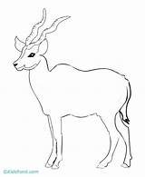 Antelope Gazelle sketch template