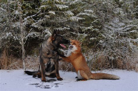 fox  dog meet   woods form adorable friendship todaycom