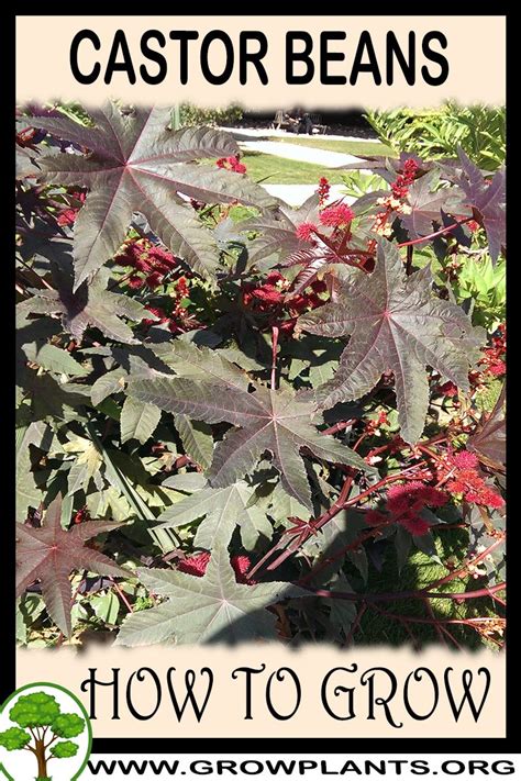gardening outsidepride gibsonii castor bean plant seed  seeds patio