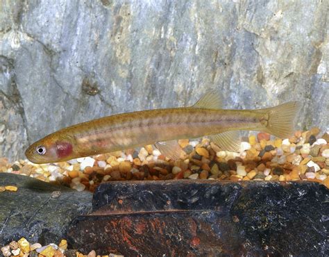 australian freshwater fish  risk  extinction