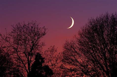 crescent moon    beautiful tree silhouette beautiful